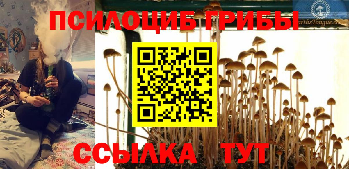 Псилоцибиновые грибы Cubensis Кострома